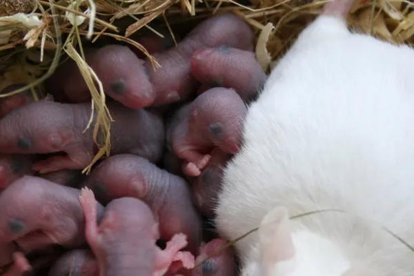 老鼠是怎么繁殖的，老鼠一胎有几只