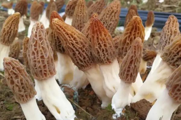 羊肚菌生长周期几个月，羊肚菌与竹荪的区别
