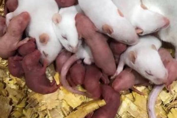 老鼠是怎么繁殖的，老鼠一胎有几只