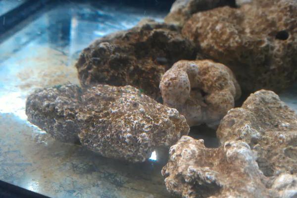 硝化细菌对鱼有害吗，硝化细菌的作用及使用方法