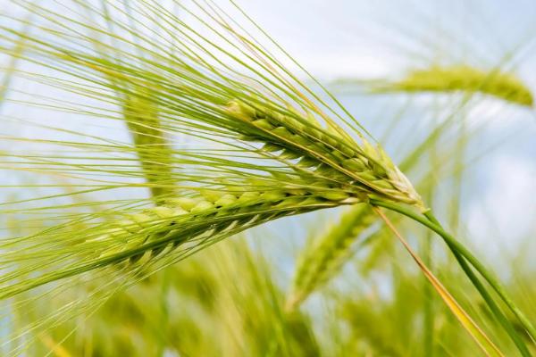 乌克兰种植什么农作物,乌克兰种植业的气候特点