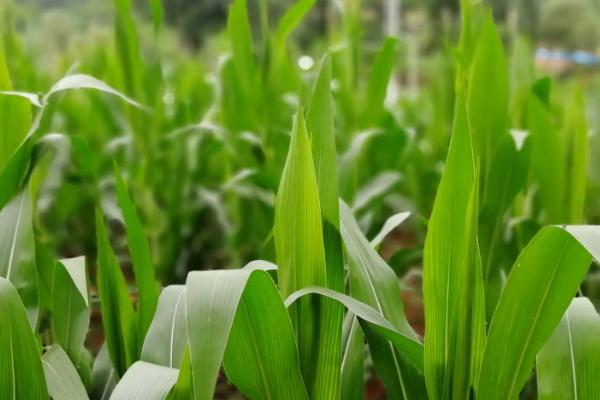 乌克兰种植什么农作物,乌克兰种植业的气候特点