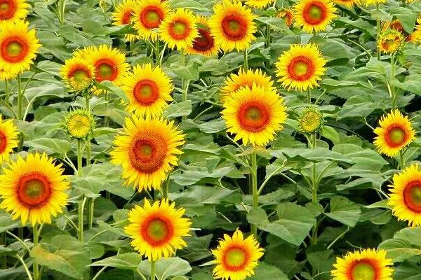 乌克兰种植什么农作物,乌克兰种植业的气候特点