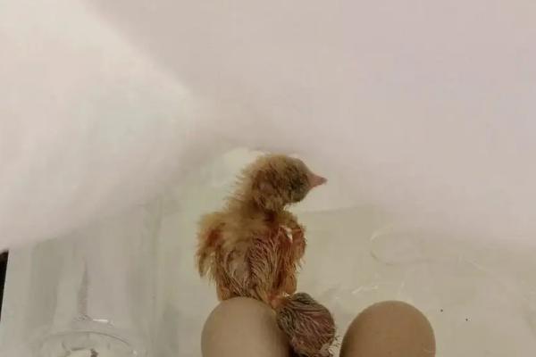 芦丁鸡出壳后多久喂水，出壳后多久出保温箱