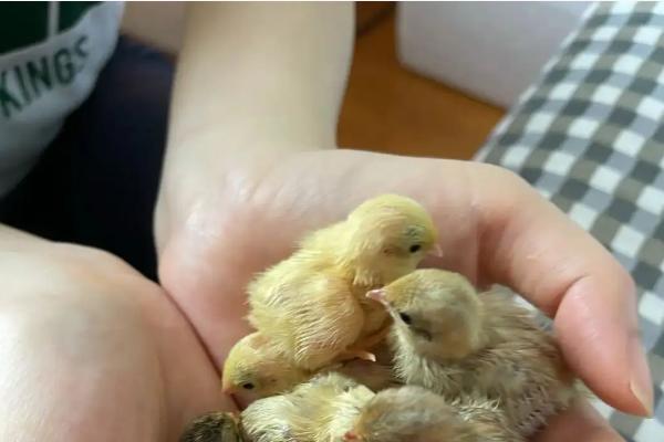 芦丁鸡出壳后多久喂水，出壳后多久出保温箱