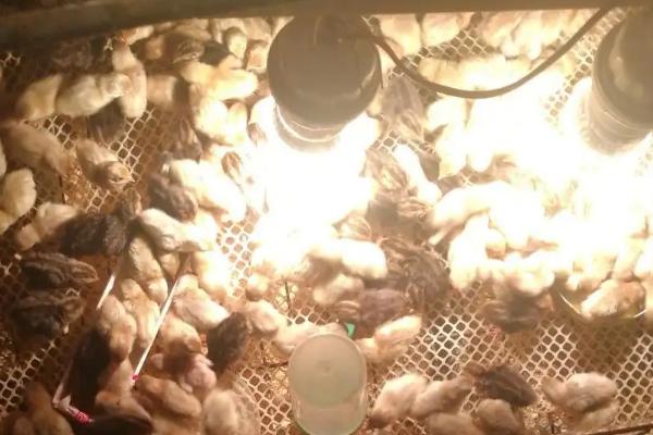 芦丁鸡出壳后多久喂水，出壳后多久出保温箱