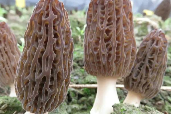 羊肚菌出菇到采收几天,羊肚菌与竹荪的区别