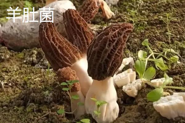 羊肚菌出菇到采收几天,羊肚菌与竹荪的区别