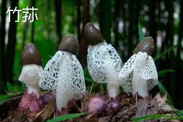 羊肚菌出菇到采收几天,羊肚菌与竹荪的区别