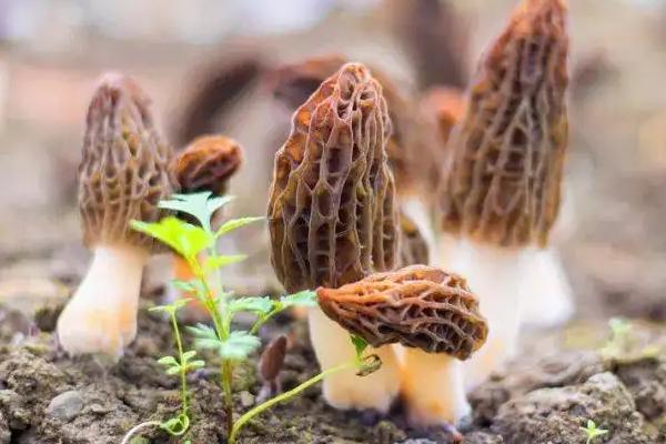 羊肚菌出菇到采收几天,羊肚菌与竹荪的区别