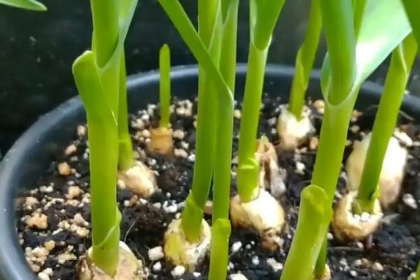 大蒜刚出苗打什么药防病,大蒜怕不怕冻伤