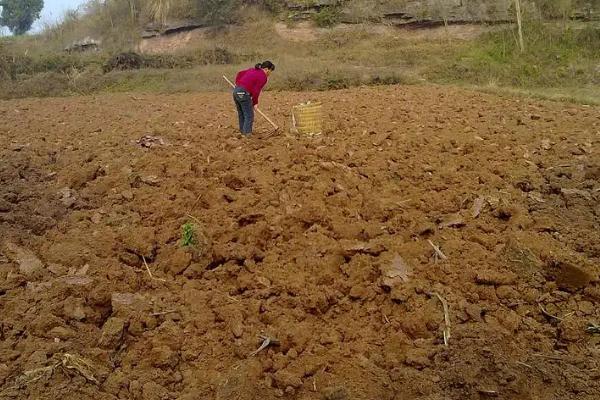 春天几月开始翻地,春天适合种植哪些蔬菜
