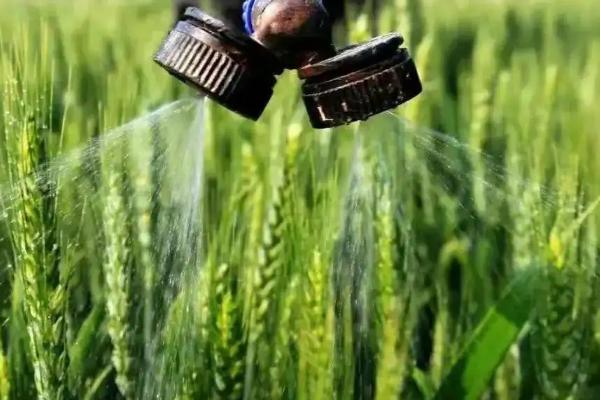 小麦除草剂打重了对小麦有伤害吗,除草剂什么时间喷洒效果好