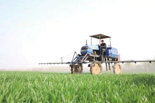 小麦除草剂打重了对小麦有伤害吗,除草剂什么时间喷洒效果好