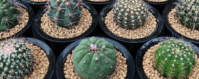 盆栽仙人球的养殖方法