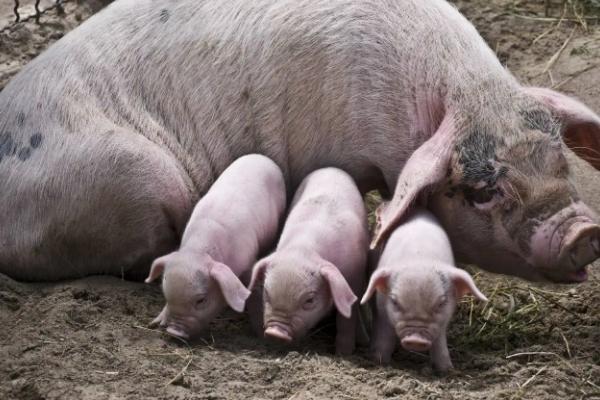 母猪预产期是多少天，母猪产仔后如何饲喂