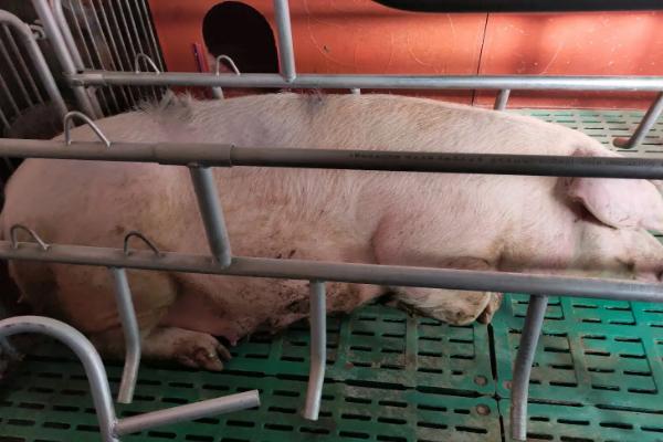 母猪预产期是多少天，母猪产仔后如何饲喂