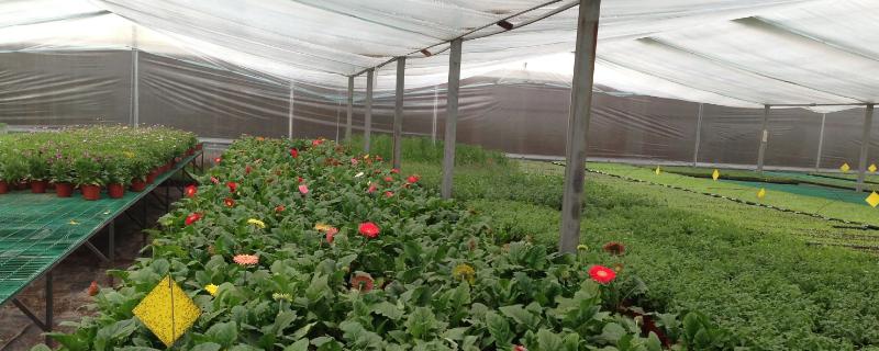 冬季室外养花暖棚注意事项