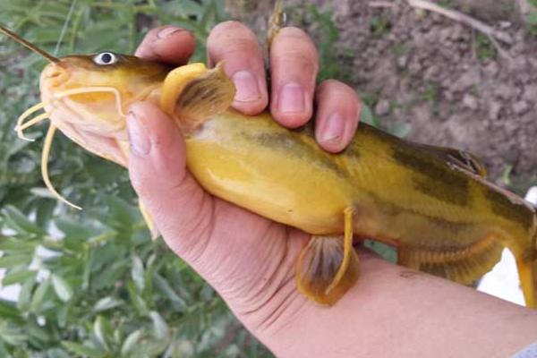 黄骨鱼又叫什么鱼