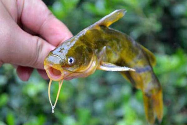 黄骨鱼又叫什么鱼