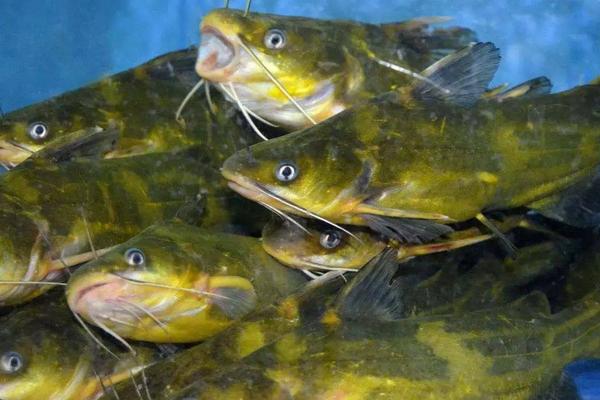 黄骨鱼又叫什么鱼