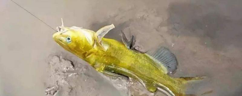 怎么钓黄骨鱼