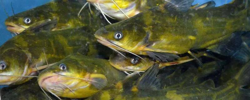 黄骨鱼是海鱼吗