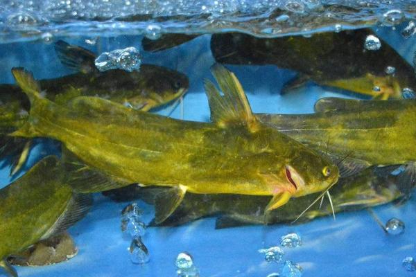 黄骨鱼是海鱼吗