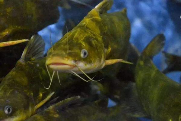 黄骨鱼是海鱼吗