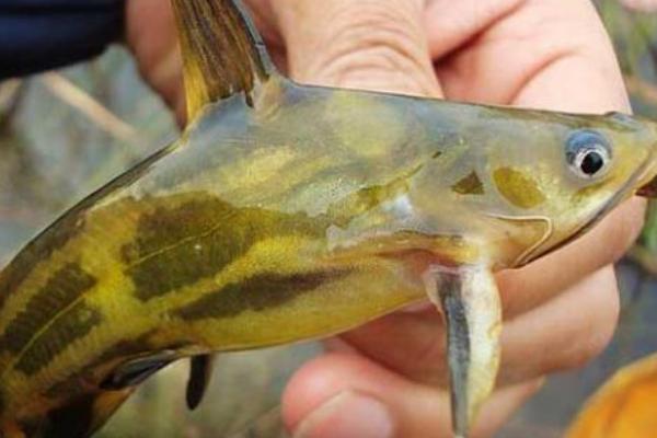 黄骨鱼是什么鱼