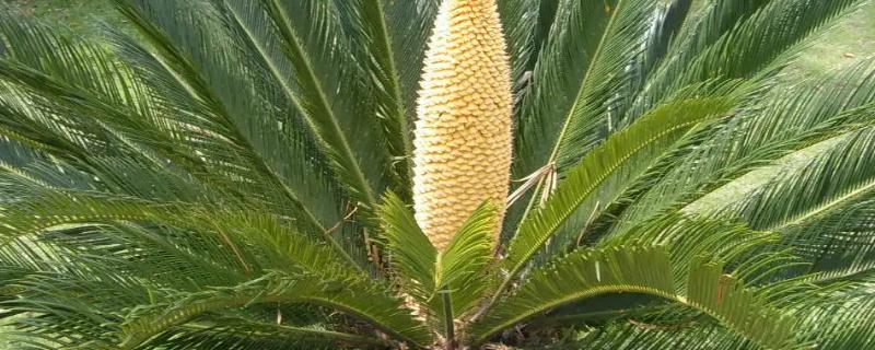 阳台种铁树好不好