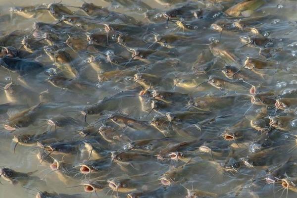 黄骨鱼对水质要求高吗