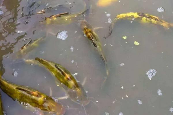 黄骨鱼对水质要求高吗