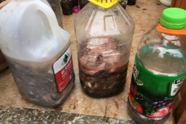 磷肥可以养花吗