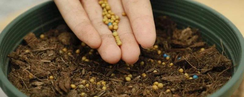 磷肥养花的作用及使用方法