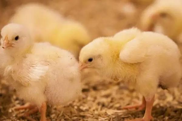 小鸡孵了30天才出壳