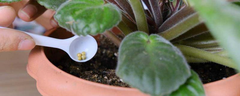 磷肥可以养花吗