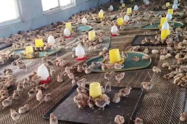 小鸡仔怎么养成活率才大