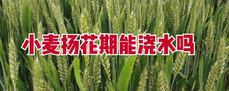 小麦扬花期能浇水吗