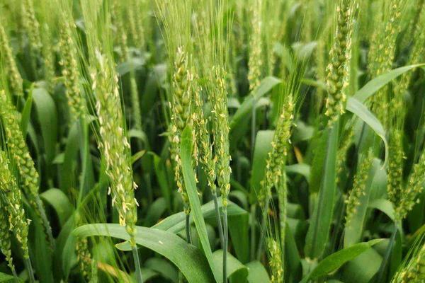 河南驻马店小麦收割时间