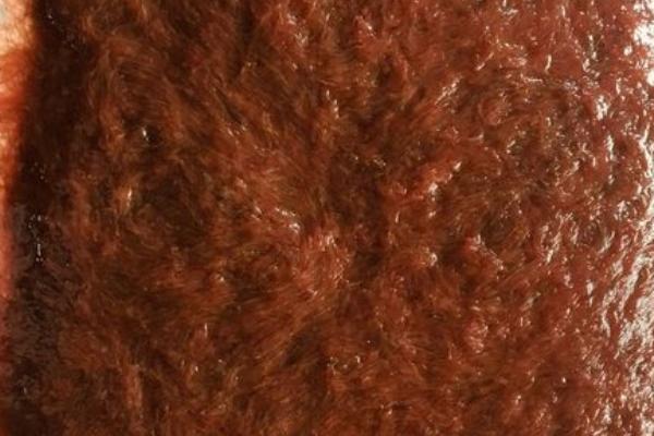 孔雀鱼饲料有哪些