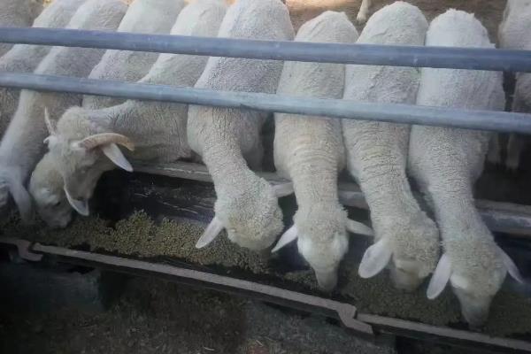 什么饲料喂羊长得又快又肥