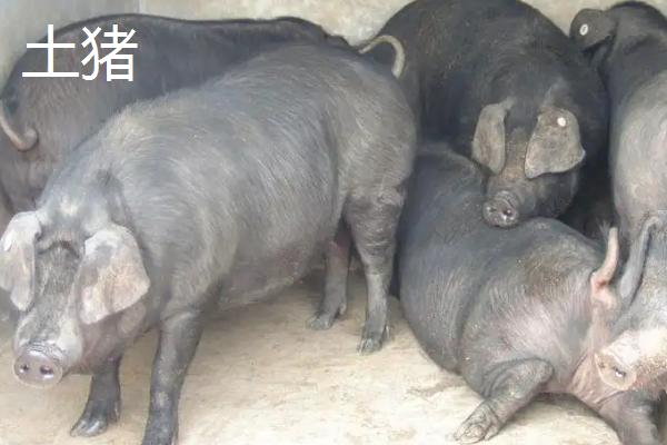 饲料猪和土猪的区别