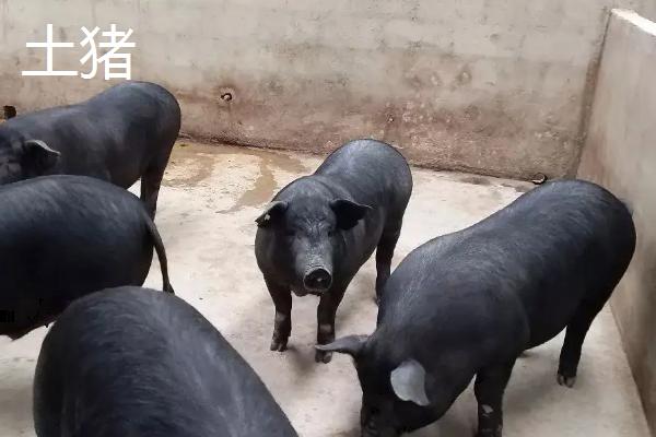饲料猪和土猪的区别