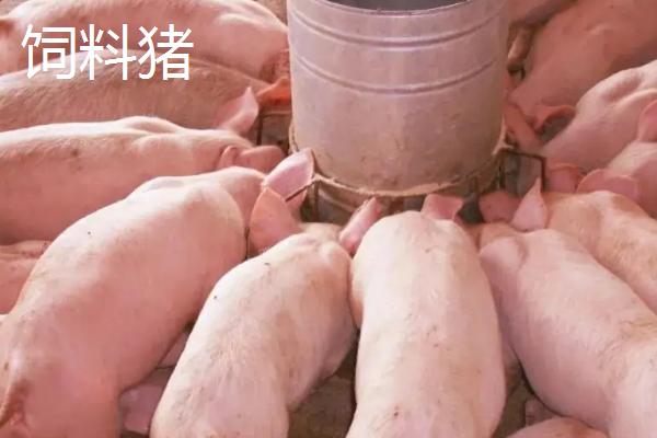 饲料猪和土猪的区别