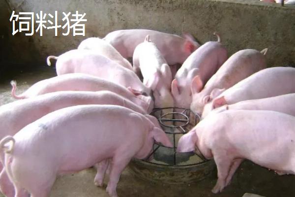 饲料猪和土猪的区别