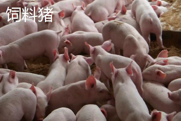 饲料猪和土猪的区别