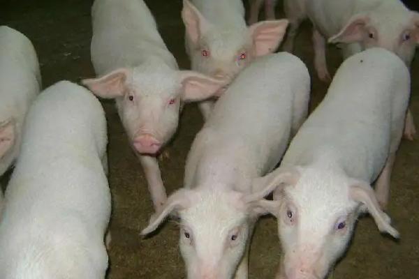 养猪喂什么饲料长得快