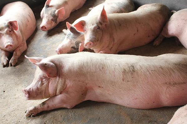 养猪喂什么饲料长得快