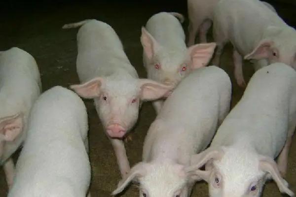 养猪喂什么饲料长得快